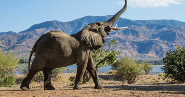 elephant in africa