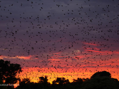 evening bat migration in Kasanka